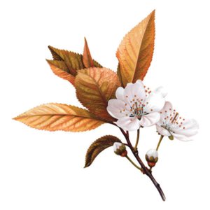 산벚나무 세밀화