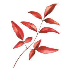 남천 세밀화